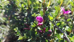 Indigofera denudata