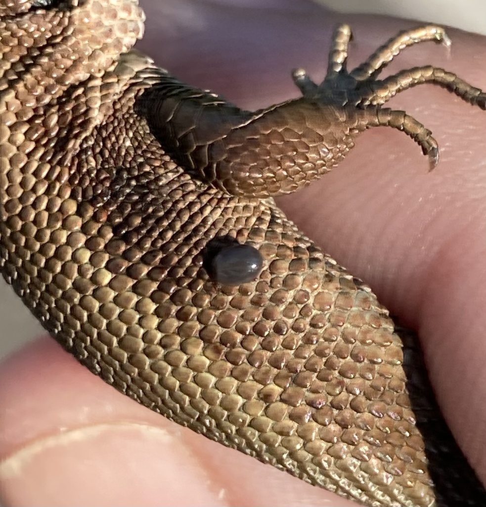 Ophionyssus saurarum
