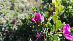 Indigofera denudata