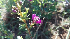 Indigofera denudata