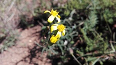 Senecio crassiusculus