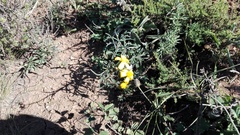 Senecio crassiusculus