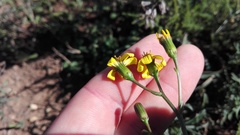 Senecio crassiusculus