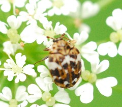 Anthrenus angustefasciatus