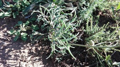 Senecio crassiusculus