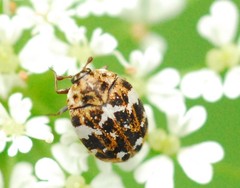 Anthrenus angustefasciatus