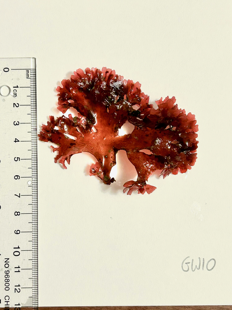 Gloiocladia fryeana