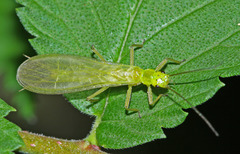 Chloroperlidae