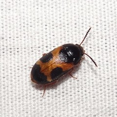 Mycetophagus punctatus