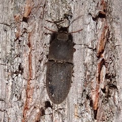 Agrypnus rectangularis