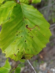 Orchestes fagi
