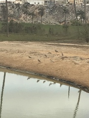 Burhinus senegalensis