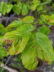 Orchestes fagi