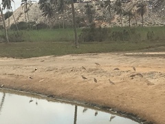 Burhinus senegalensis