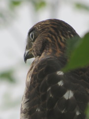 Accipiter cooperii