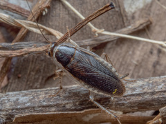 Ectobiidae