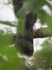 Accipiter cooperii