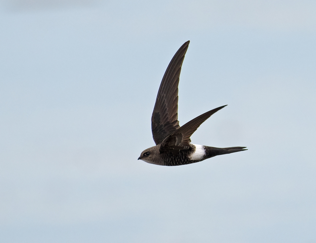 Pacific Swift (Apus pacificus) photo
