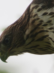 Accipiter cooperii