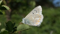 Polyommatus dorylas