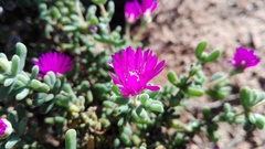 Drosanthemum fourcadei