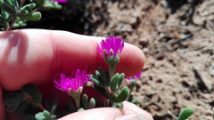 Drosanthemum fourcadei