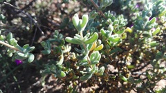 Drosanthemum fourcadei