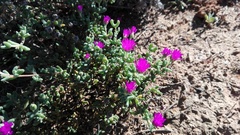 Drosanthemum fourcadei