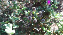 Drosanthemum fourcadei