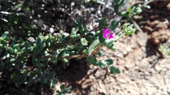 Drosanthemum fourcadei