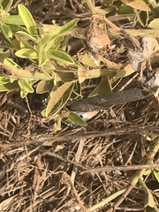 Danaus chrysippus alcippus