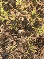 Danaus chrysippus alcippus