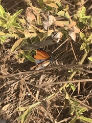 Danaus chrysippus alcippus