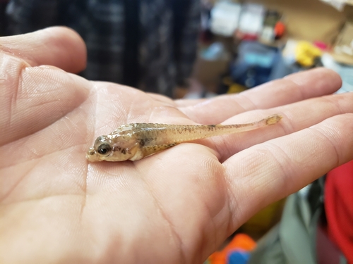 Arctic Alligatorfish