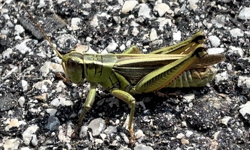 Two-striped grasshopper