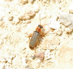 Cantharis lateralis