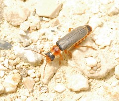 Cantharis lateralis