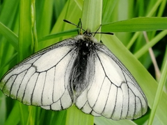 Parnassius stubbendorfii