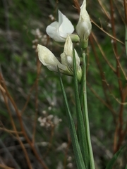 Lathyrus pannonicus