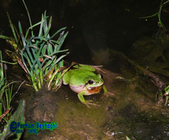 Hyla orientalis