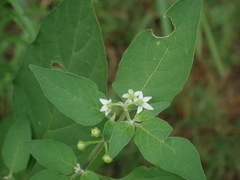 Solanum scabrum