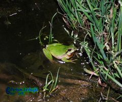 Hyla orientalis