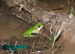 Hyla orientalis