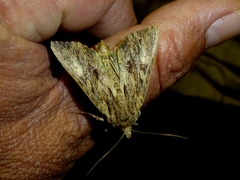Apamea syriaca