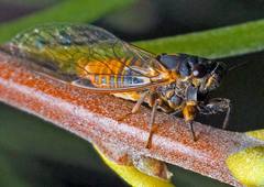 Plerapsalta incipiens