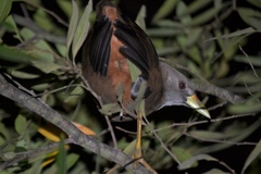 Amaurornis moluccana