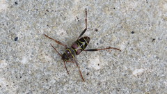 Neoclytus scutellaris
