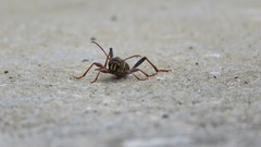 Neoclytus scutellaris