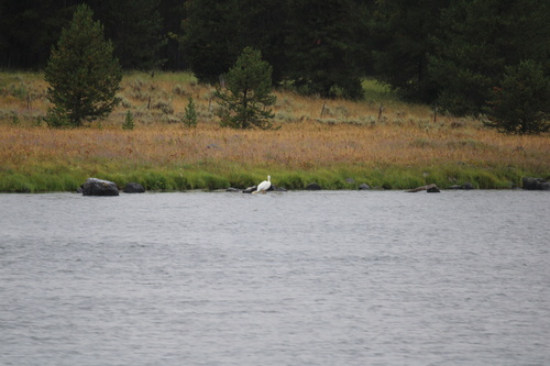 American White Pelican photographed in Idaho