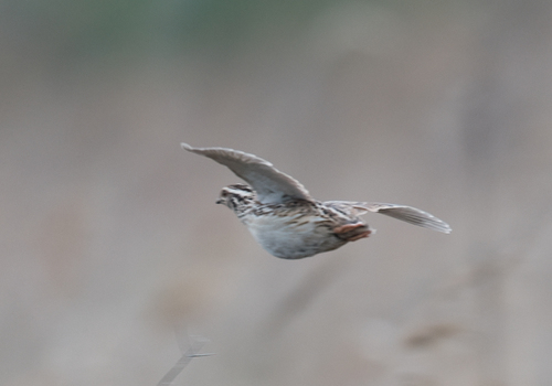 Foto de Japanese Quail